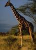 Reticulated Giraffe (Giraffa camelopardalis reticulata)