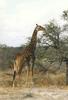 Giraffe (Giraffa camelopardalis) leaf dinner