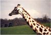 Giraffe (Giraffa camelopardalis) head