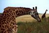 Giraffe (Giraffa camelopardalis) grazing