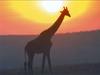 Giraffe (Giraffa camelopardalis) in dawn