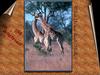 Giraffe (Giraffa camelopardalis) pair