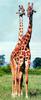 Giraffe (Giraffa camelopardalis) pair