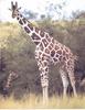 Giraffe (Giraffa camelopardalis)