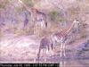 Giraffe (Giraffa camelopardalis) herd by the water