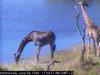 Giraffe (Giraffa camelopardalis) herd by the water