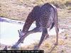 Giraffe (Giraffa camelopardalis) drinking water