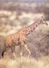 Reticulated Giraffe (Giraffa camelopardalis reticulata)