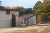 Giraffe (Giraffa camelopardalis) pair in Zoo