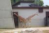 Giraffe (Giraffa camelopardalis) pair in Zoo