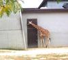 Giraffe (Giraffa camelopardalis) in Zoo
