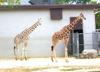 Giraffe (Giraffa camelopardalis) pair in Zoo