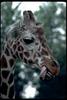 Giraffe (Giraffa camelopardalis) and tongue