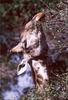 Giraffe (Giraffa camelopardalis) in South Africa - grazing head