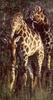 Giraffe (Giraffa camelopardalis) in South Africa