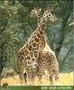 Giraffe (Giraffa camelopardalis) pair