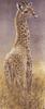 [Animal Art] Giraffe (Giraffa camelopardalis)