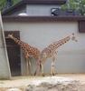 Giraffe (Giraffa camelopardalis) pair in Vilas Zoo