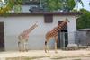 Giraffe (Giraffa camelopardalis) pair in Vilas Zoo