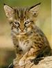 Bobcat (Lynx rufus)  kitten