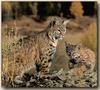 Bobcat (Lynx rufus)  mother and kitten