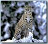 Bobcat (Lynx rufus)  standing on log