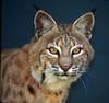 Bobcat (Lynx rufus)  head