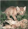 Bobcat (Lynx rufus)  kitten
