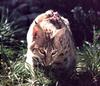 Bobcat (Lynx rufus)  in grass