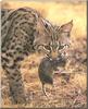 Bobcat (Lynx rufus)  hunted a mouse