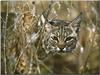 Bobcat (Lynx rufus)  head in bush