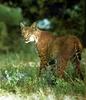 Bobcat (Lynx rufus)  on grass