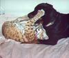 Bobcat (Lynx rufus)  and black dog