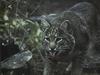 Bobcat (Lynx rufus)  and tongue