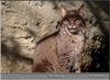 Bobcat (Lynx rufus)  at Jackson Zoological Park