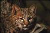 Bobcat (Lynx rufus)  face