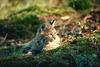 Bobcat (Lynx rufus)  kit