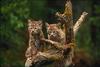 Bobcat (Lynx rufus)  kits on tree