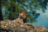 Bobcat (Lynx rufus)  kits on rock