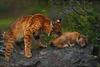 Bobcat (Lynx rufus)  mother and kit