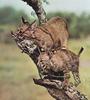 Bobcat (Lynx rufus)  kits on tree