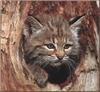Bobcat (Lynx rufus)  kit head out of hole