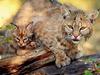 Bobcat (Lynx rufus)  mother and kit