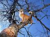 Bobcat (Lynx rufus)  perched on tree