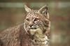 Bobcat (Lynx rufus)  head