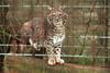 Bobcat (Lynx rufus)  in cage