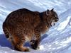 Northern Bobcat (Lynx rufus pallescens)  on snow