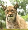 Bobcat (Lynx rufus)  closeup