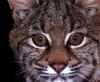 Bobcat (Lynx rufus)  face