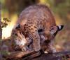 Bobcat (Lynx rufus)  mother and kit